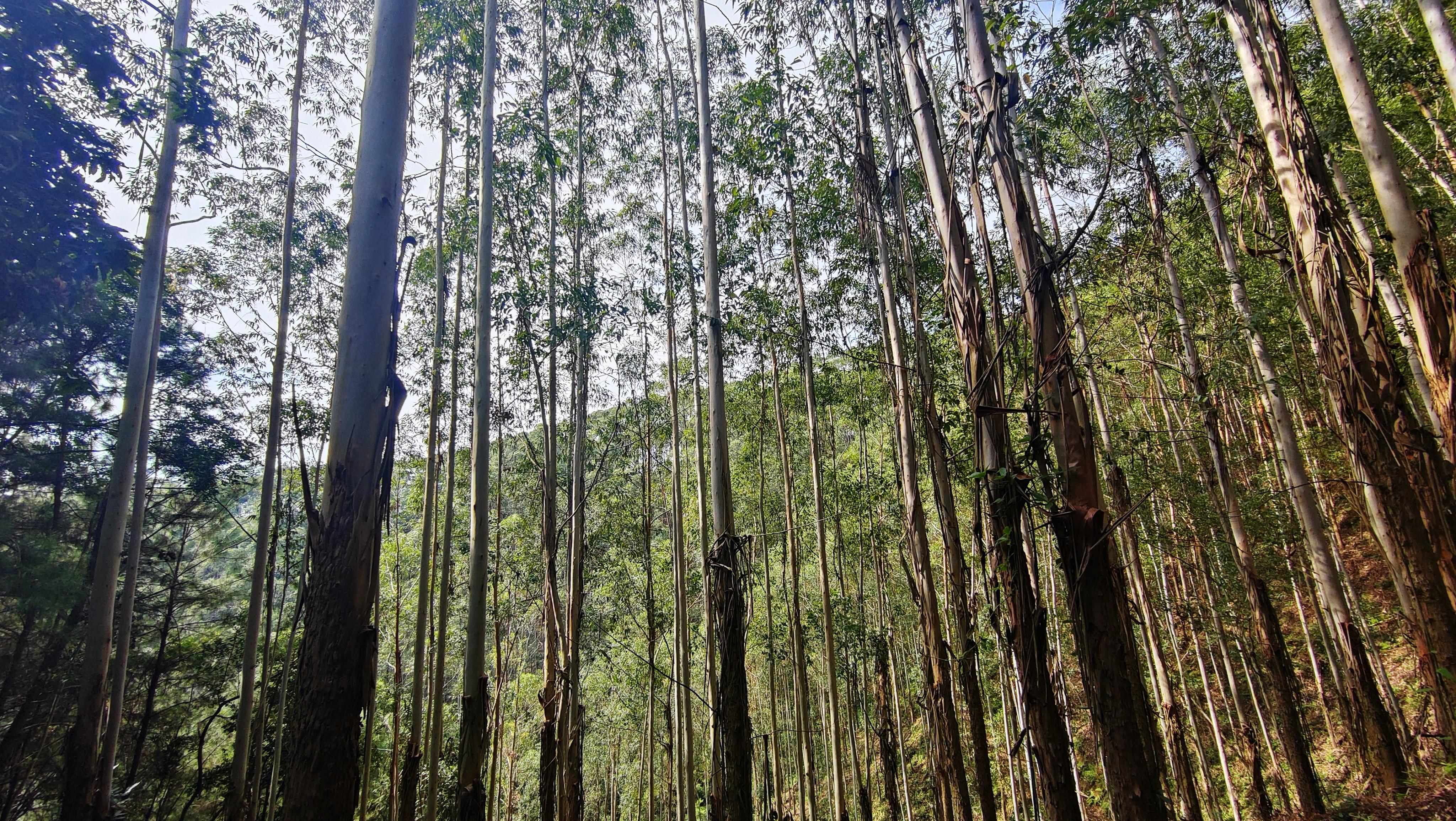 种多少桉树才能真正躺平养老
