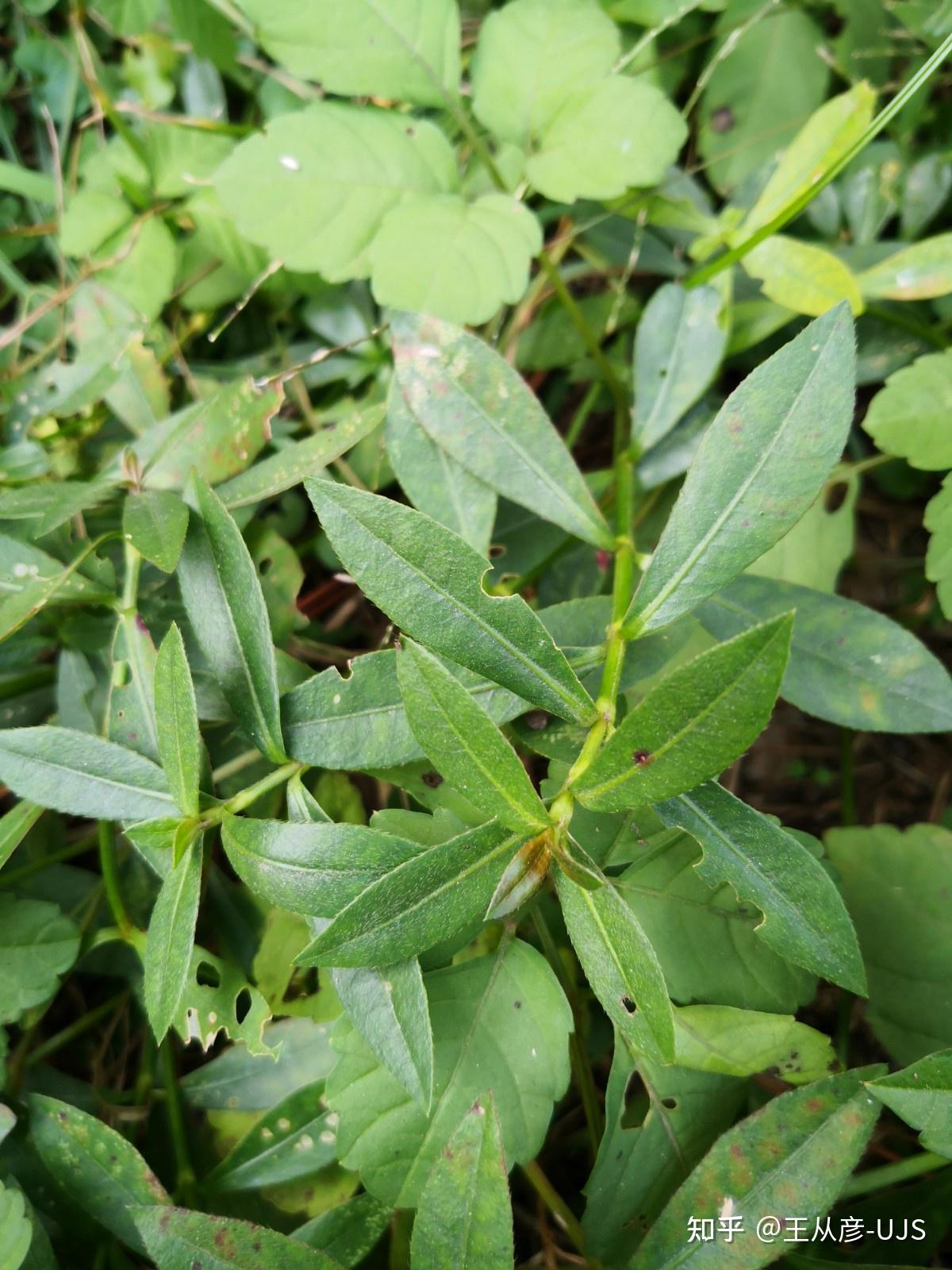 入侵植物空心莲子草/喜旱莲子草/水花生
