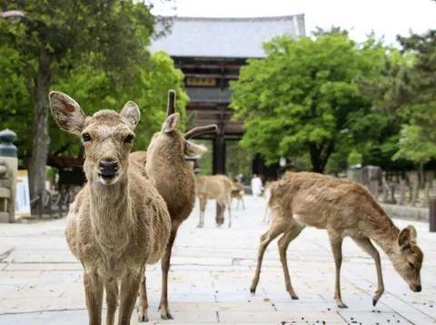 堵 鹿 了 疫情下奈良鹿满街溜达 垃圾箱翻食物 知乎