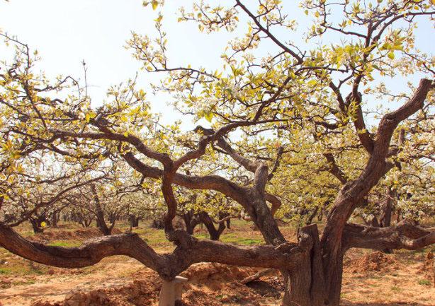梦境的丰饶之树,解析梦见梨树上结了特别大的梨子的深层含义 梦境的丰饶之树,解析梦见梨树上结了特别大的梨子的深层含义