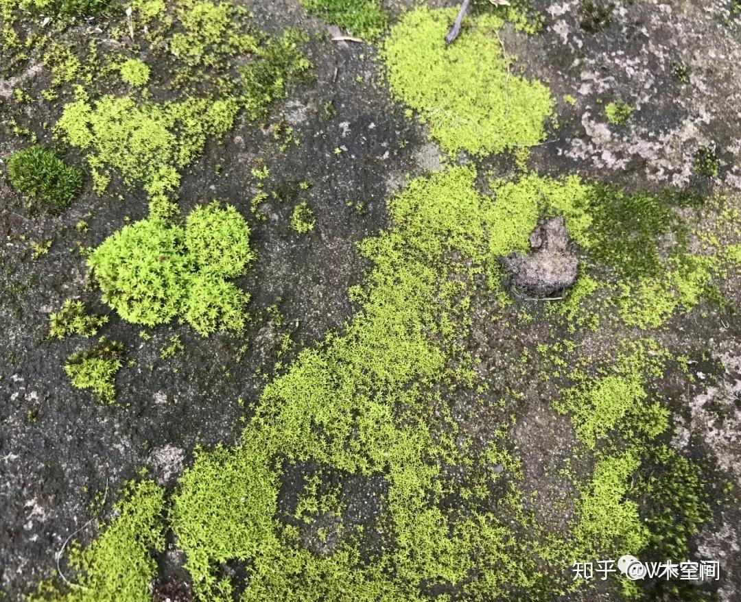 身边的苔藓植物砂藓星星藓