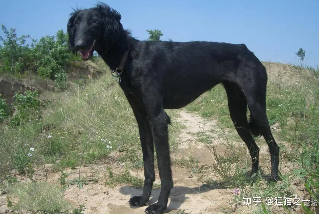 中华犬种活化石濒临灭绝!陕西细狗时速60千米,会输给现代犬种? - 知乎