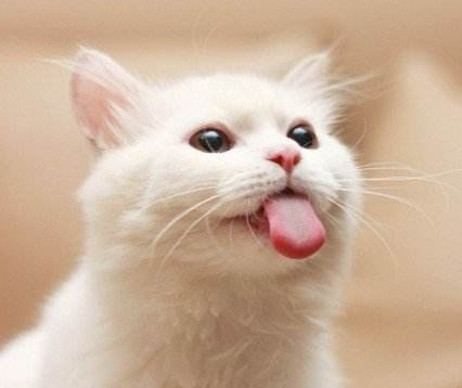 小科普】猫咪为什么爱舔毛？ - 知乎