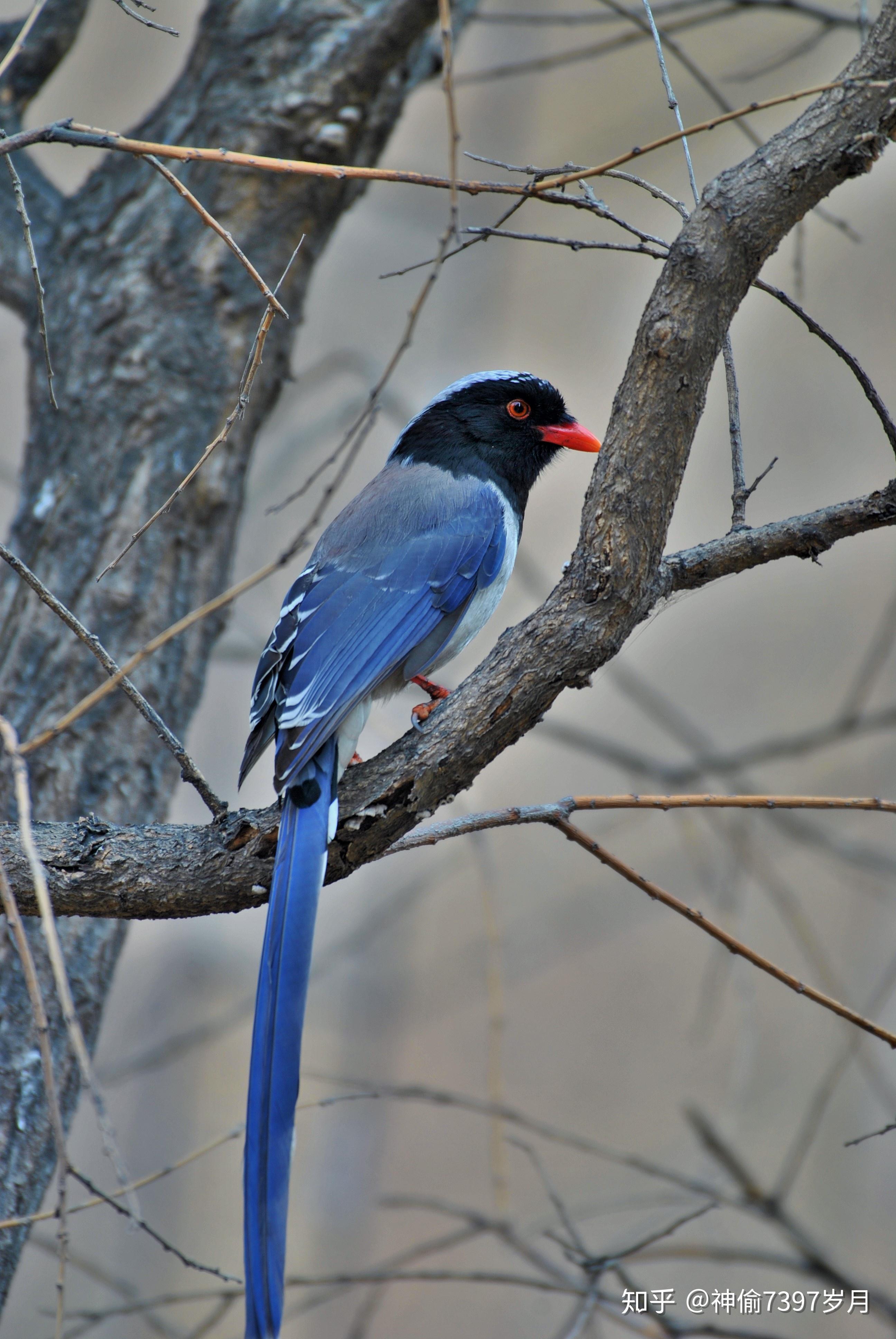 鸦科鸟类红嘴蓝鹊urocissaerythrorhyncha神话传说中的青鸟