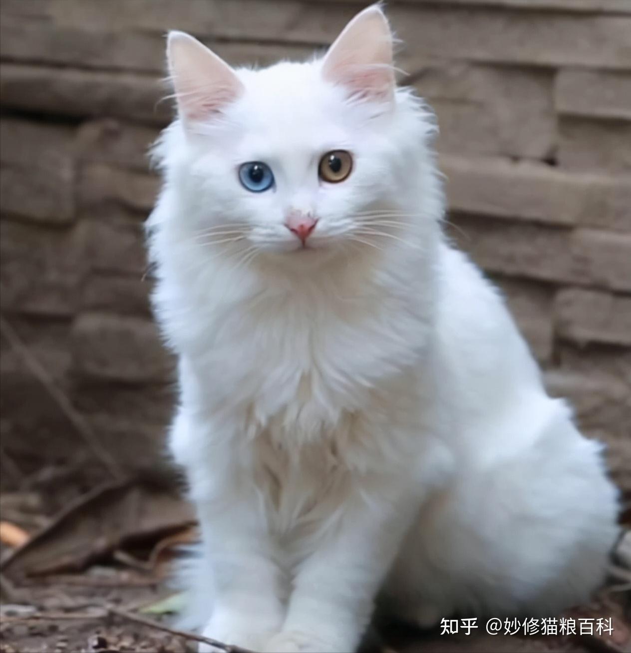 纯种狮子猫有这些特征,一看就知道,骗不了人 - 知乎