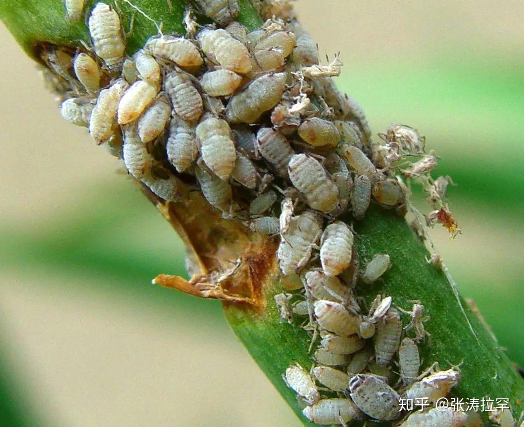 地球最坏害虫之一