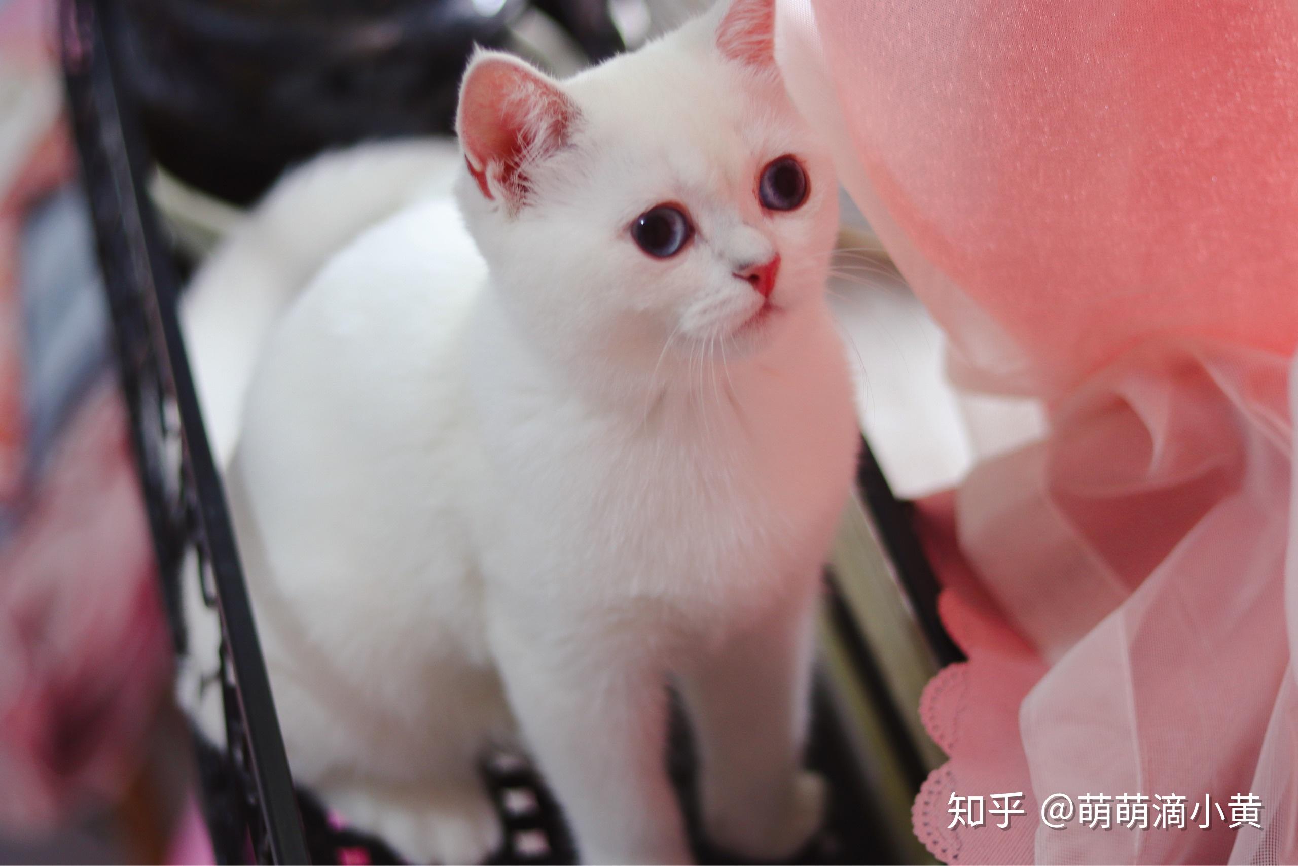 6kg接她回来的第一天,越看越丑,我怎么选了个这个猫,丑