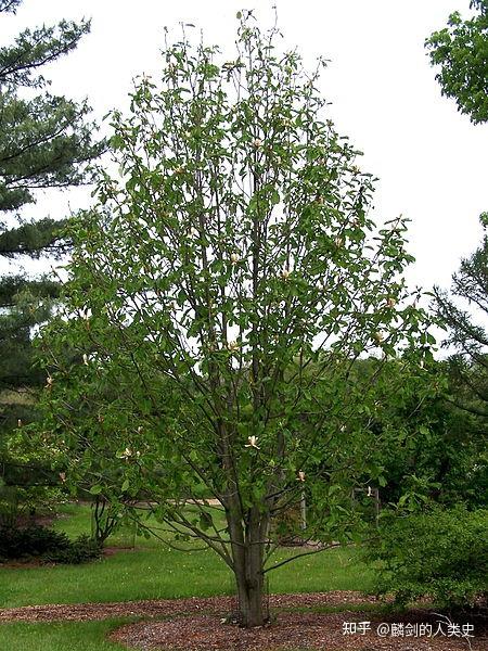 【植物界全系列】木兰科—木兰亚科(中):玉兰 - 知乎