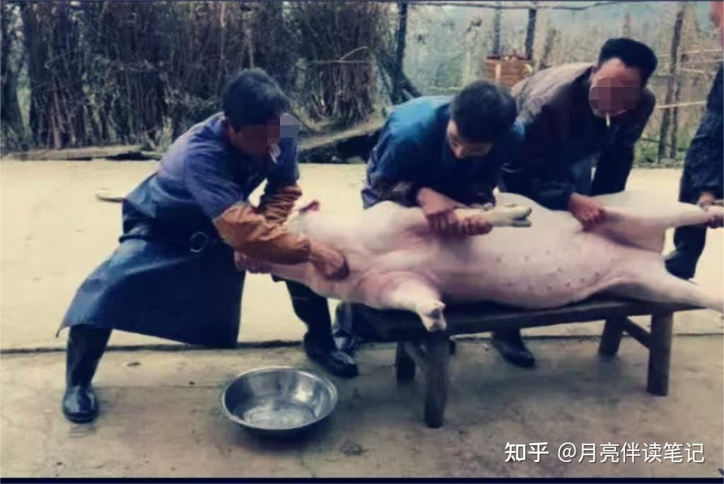 山东老汉自家宰猪后拿去卖，被罚款10万，法庭上问犯了哪家王法？ - 知乎