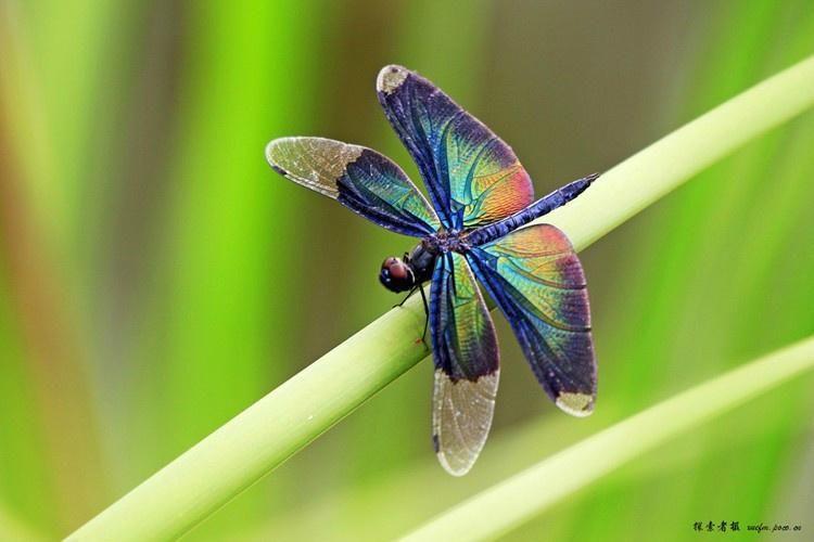 喜欢漂亮的昆虫,你拍过蝴蝶或蜻蜓么?可以看一张你拍的照片么?
