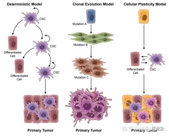 癌细胞是如何发生转移的? - 知乎