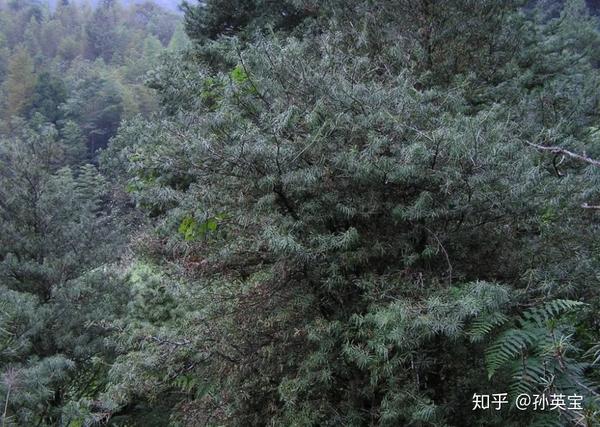 科学绘画||裸子植物松科的家族明星成员——银杉 - 知乎