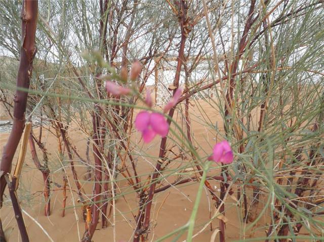 花棒为沙生,耐旱,喜光树种,它适于流沙环境,喜沙