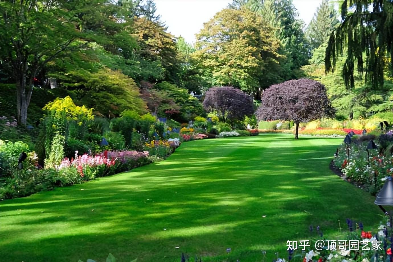 超实用的花园草坪品种知识分享以后选择草坪再也不用烦恼了
