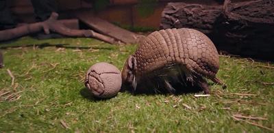 老哥朝他连开三枪却被反弹的子弹击伤犰狳是何种魔幻生物