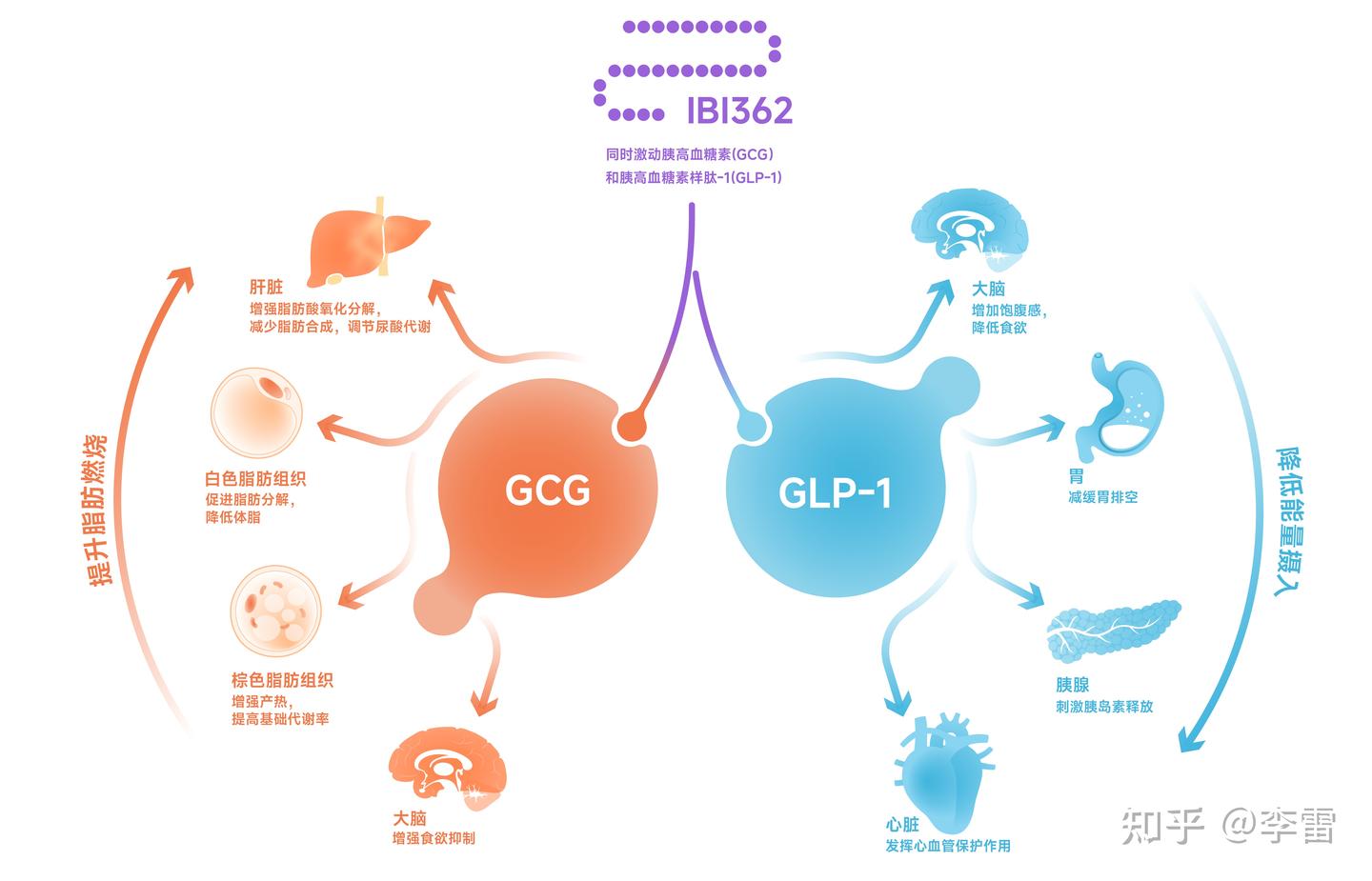 从传统药物到双靶点受体激动剂：现代减重药物的原理是什么？