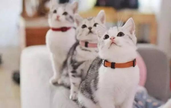 小猫为什么一到新家就一直叫？ - 知乎