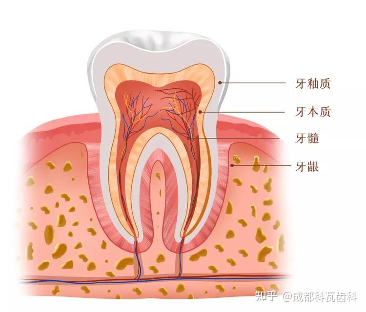 牙外伤这件事!宝妈提前了解! - 知乎
