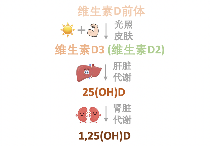 维生素d非常特殊,它是唯一一种我们身体细胞能够自己合成的维生素