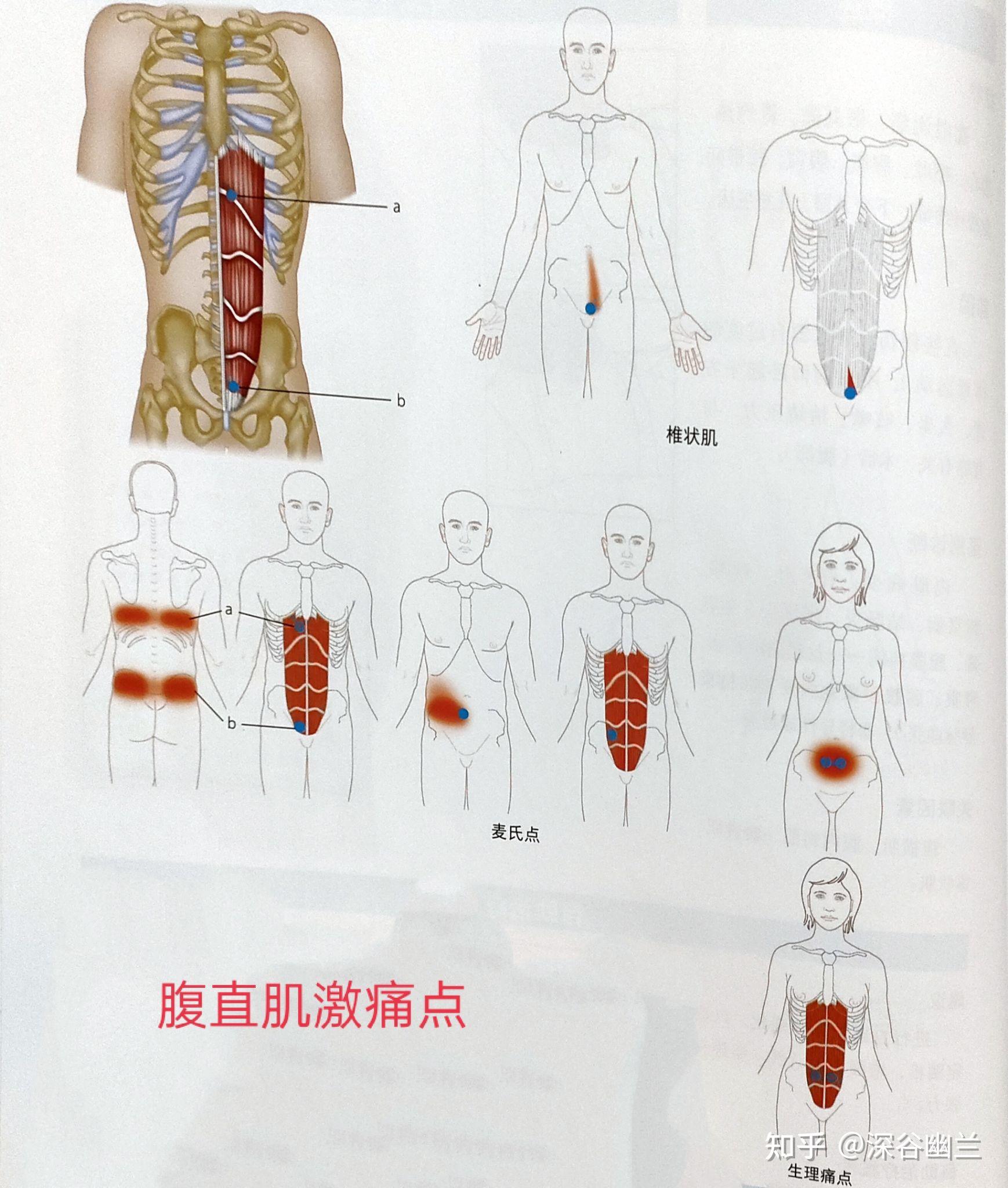 中背部疼痛相关激痛点及穴位 - 知乎