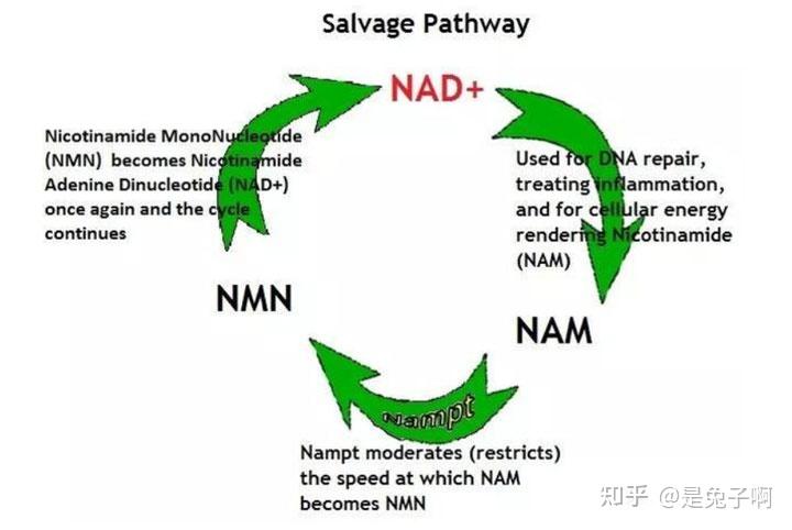 nad前体nmn补充剂效果到底怎么样