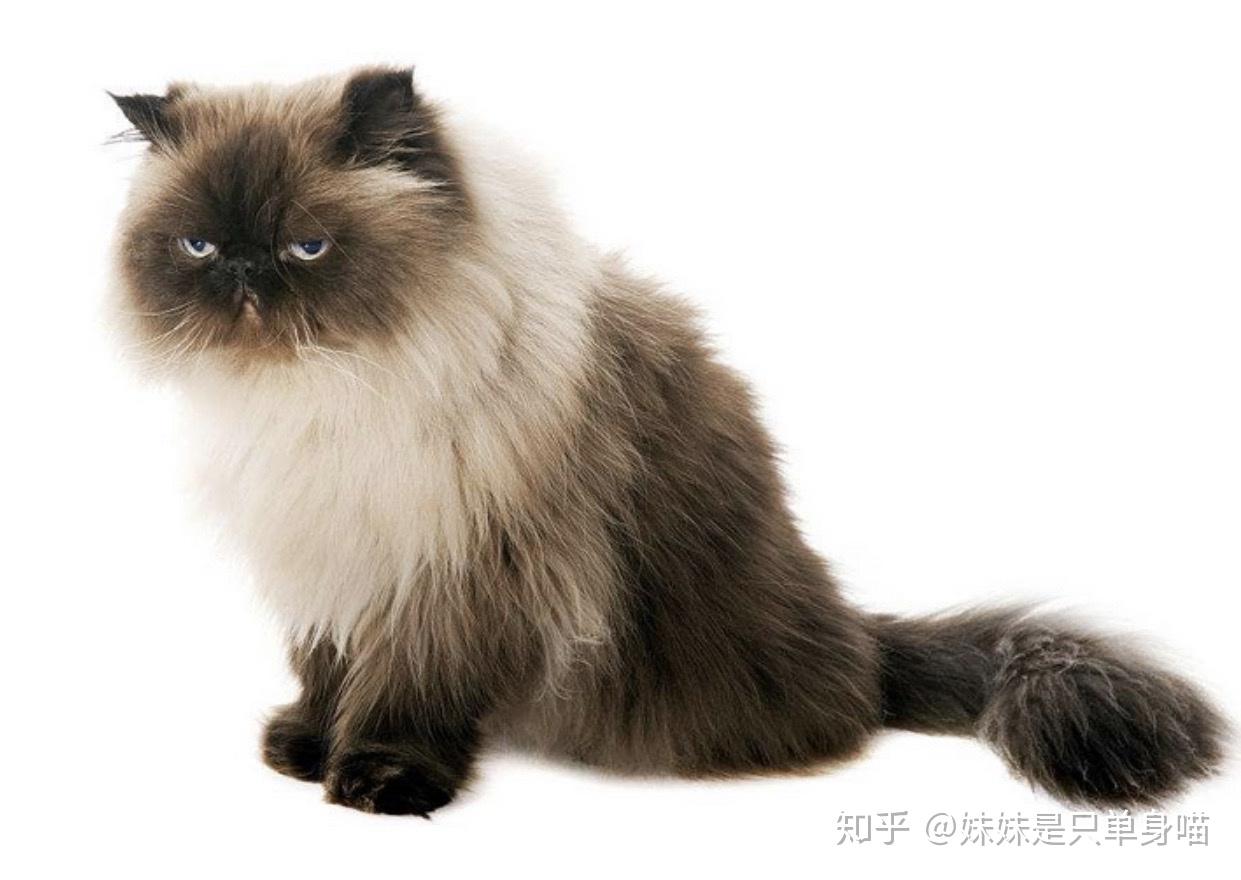 想问问有没有扁脸的暹罗猫俺不太懂就是看到有人说有点好奇没查到什么