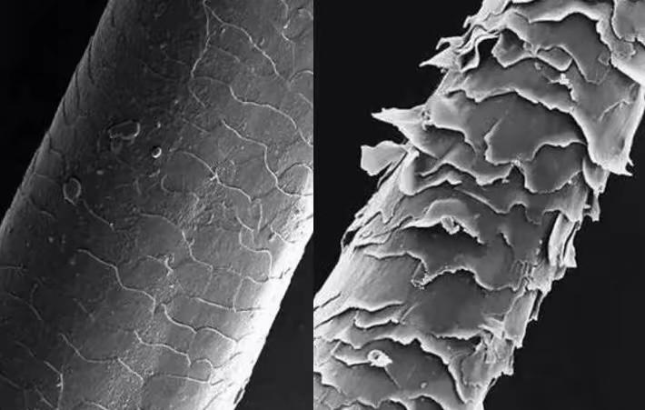 十三鳞怎么鉴别 v2-501dc901ad64968a9787780b401ef593_r.jpg