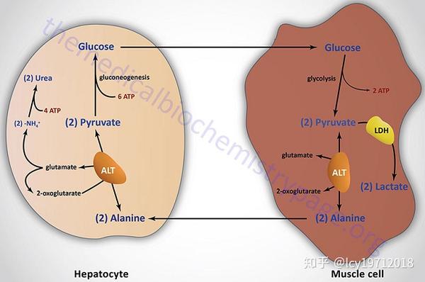葡萄糖-丙氨酸循环.引自themedicalbiochemistrypage