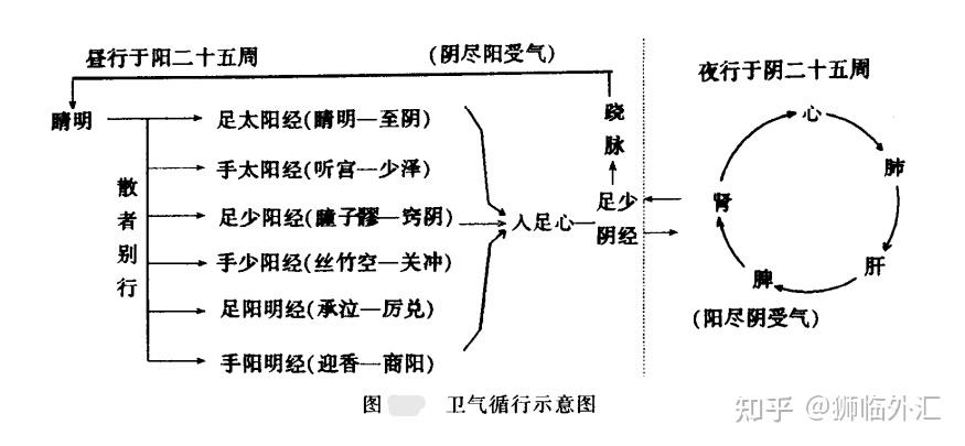 卫气运行示意图⑴营气运行示意图夜半为阴陇,夜半后而为阴衰,平旦阴尽