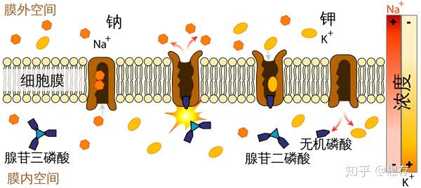 gdp鸟苷(2)