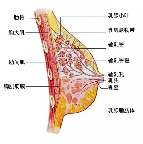 初中生怎么丰胸图片