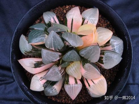 纹路多变的贝叶寿