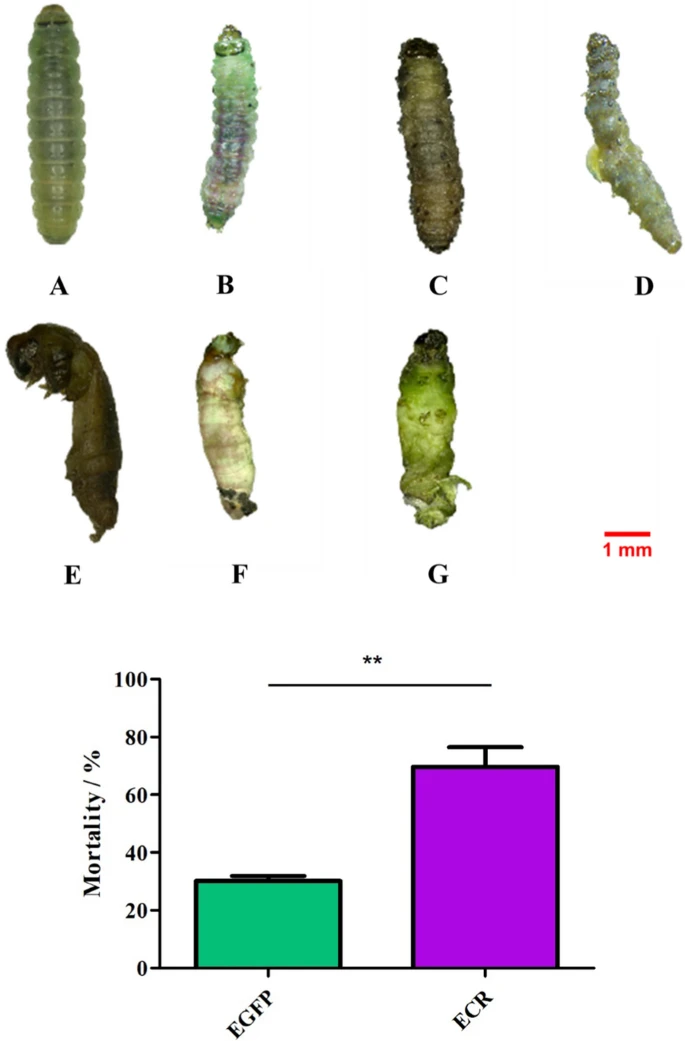 09 l 蜕皮激素受体强烈影响南美番茄潜叶蛾幼虫-蛹-成虫的转变和黑化