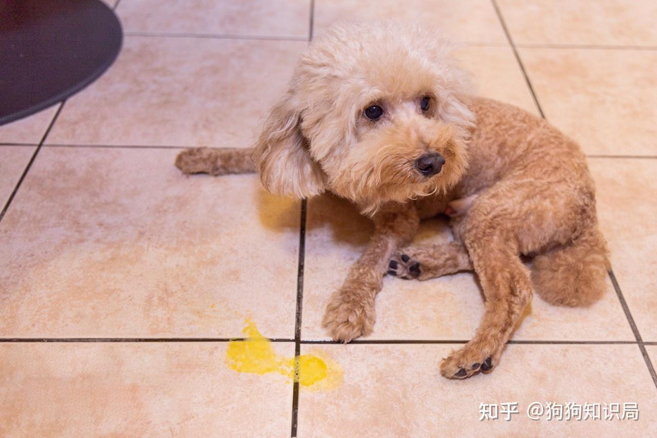 貴賓犬是比較嬌弱的狗狗,它們經常都會拉稀,那麼貴賓犬拉稀都有哪些