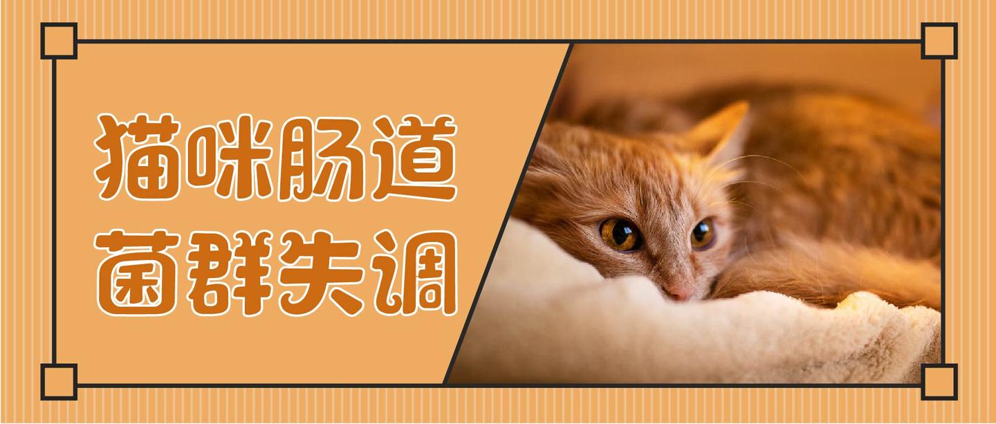 猫咪肠道菌群失调可发展为败血症 养护3大tips请查收 知乎