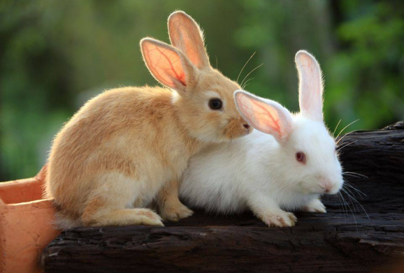 兔子的耳朵长什么样子 有什么作用 v2-50473f24eff8668850aa8efbf11bab1d_1440w.jpg?source=172ae18b