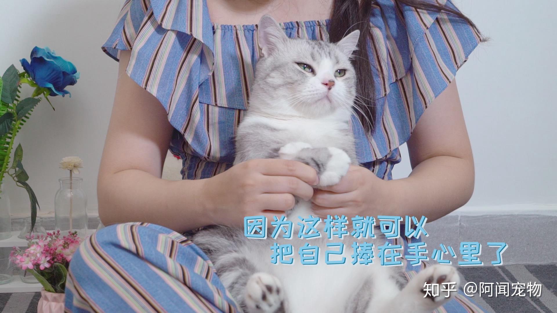 猫咪为什么总喜欢揣着手？原因可不止怕冷这一个哦 - 知乎