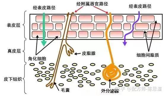 为什么脸上抹护肤品会有刺痛感? - 知乎