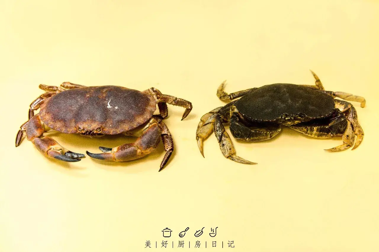 青岛的螃蟹居然有这么多种！-青岛水族馆官方网站