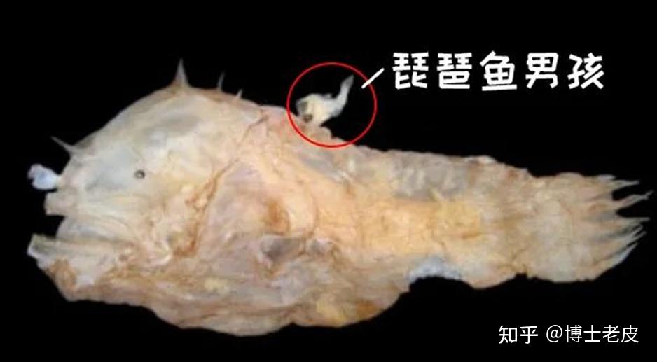 动物界交配时长统计表(人再不努力,猪都比你时间长) - 知乎