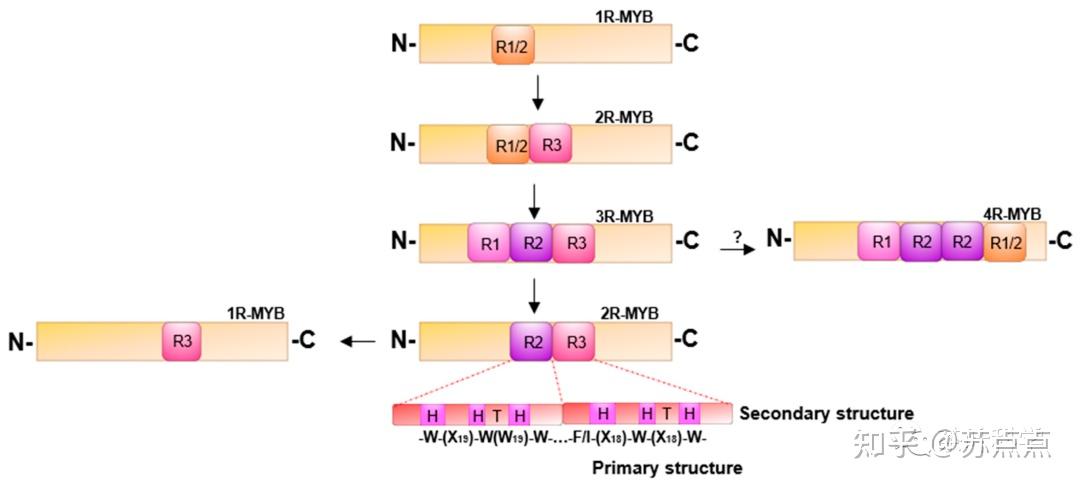花青素的生物合成