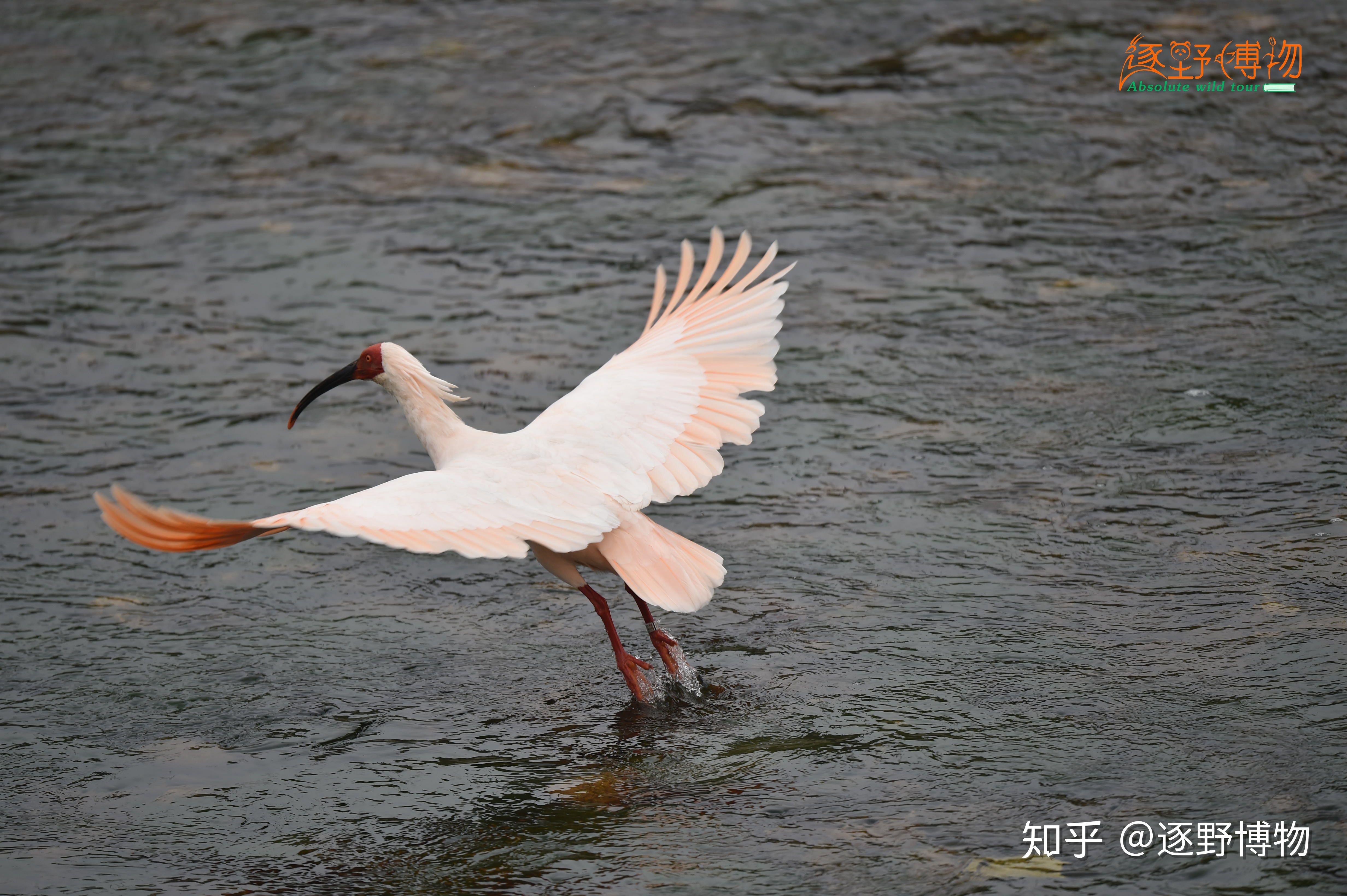 中国的国鸟应该是什么?