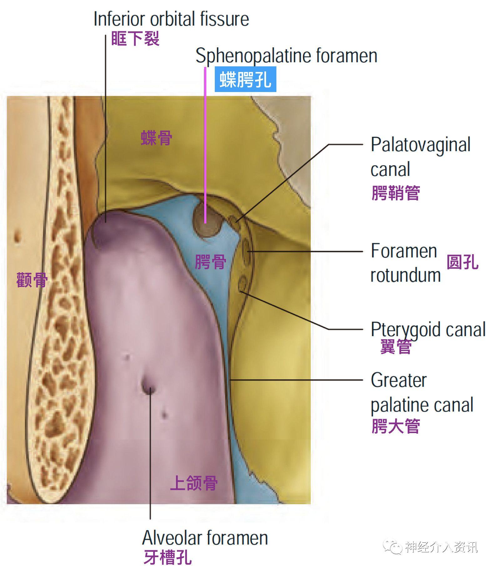圆孔连接中颅窝和翼腭窝,翼管连接翼腭窝和破裂孔,而腭鞘管连接翼腭窝