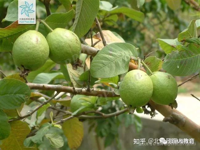 【景观人植物理论系列】华南地区常用常绿乔木总结 - 知乎