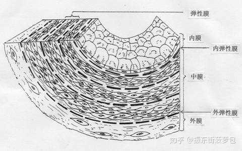 动脉血管壁分层结构图图片