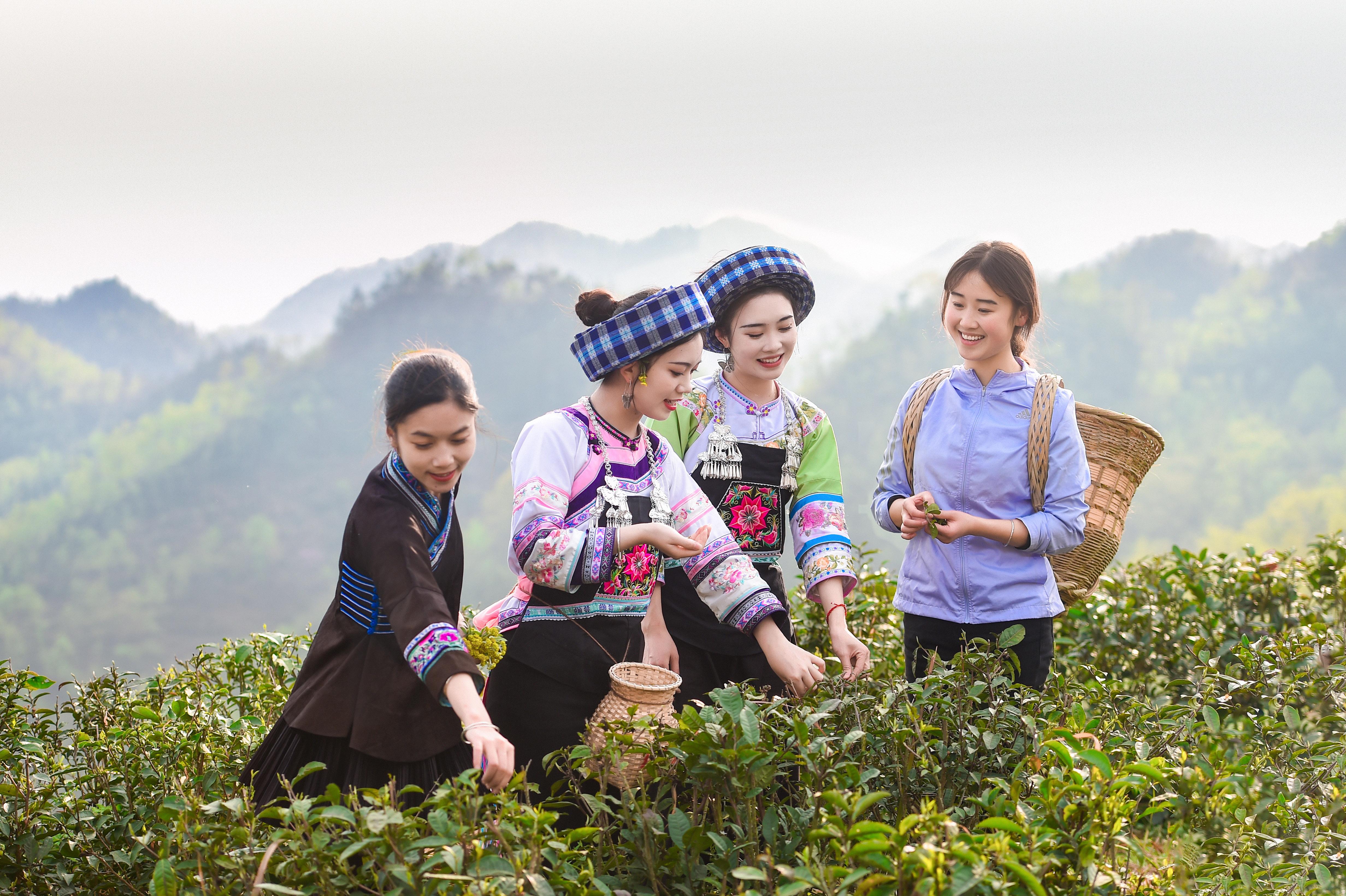 2023年3月21日,位于望谟县郊纳镇郊纳村,八步村等茶山上,无处不在的