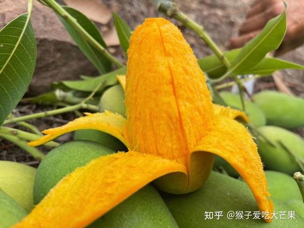 攀枝花芒果你最喜欢的是哪一个品种 - 知乎