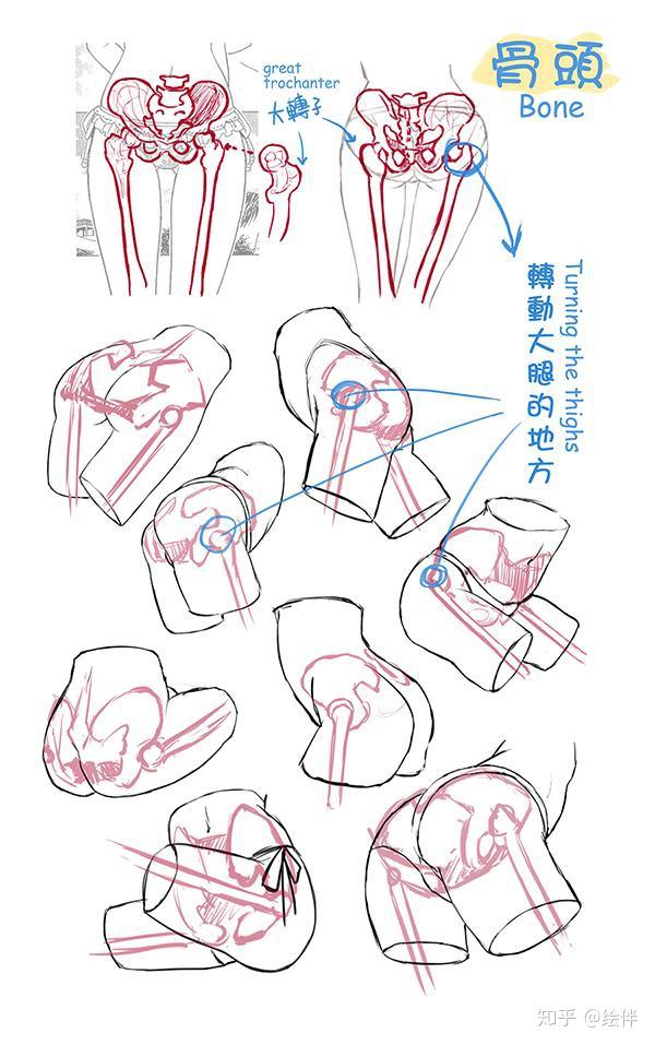 女性人體的結構解析下骨架的合理表達