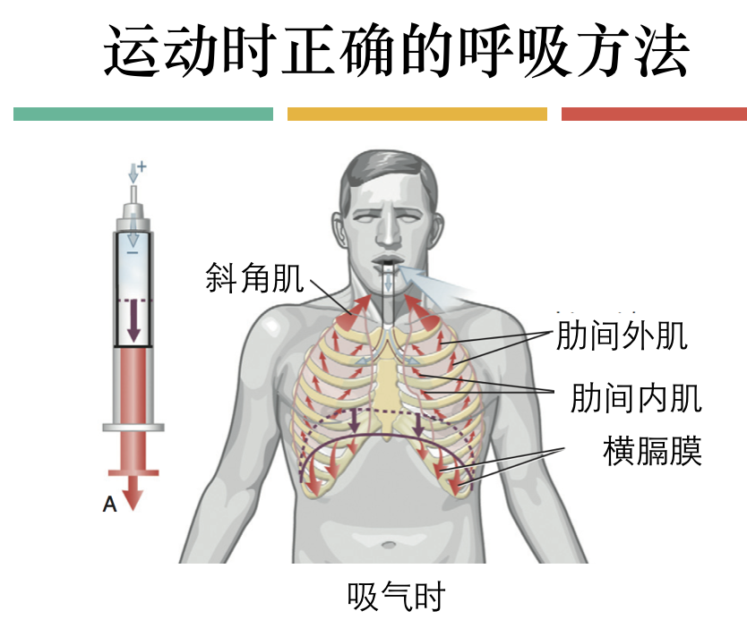 每天呼吸两万次却没人懂的正确呼吸方式