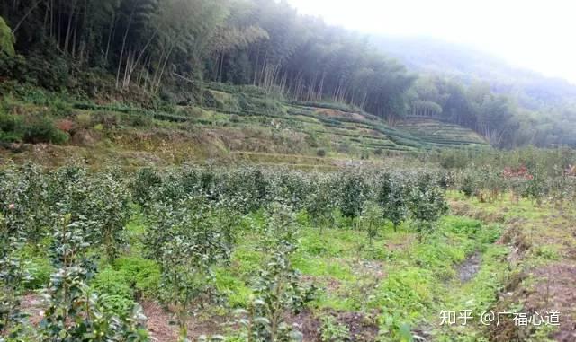 朝花夕拾|百年古民居、古树群...福鼎唯一的少数民族村落还有多少宝藏？ - 知乎